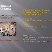Кастрация на домашни кучета